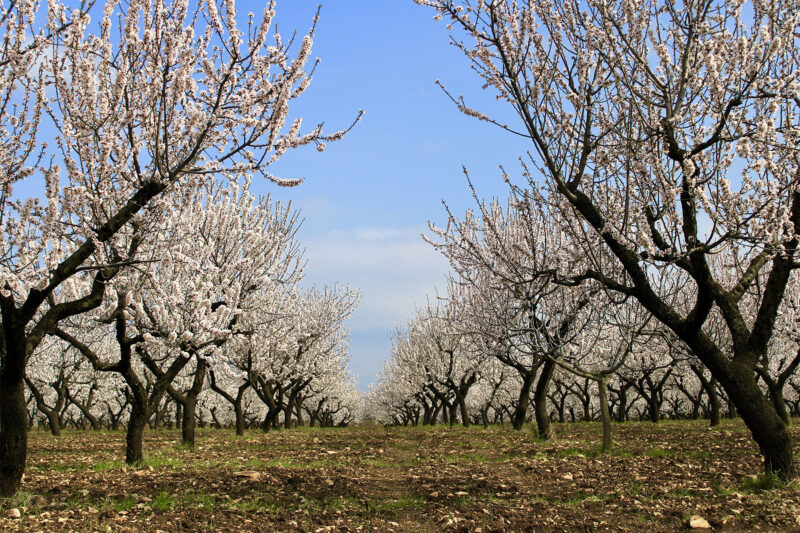 All’Ombra dei Mandorli